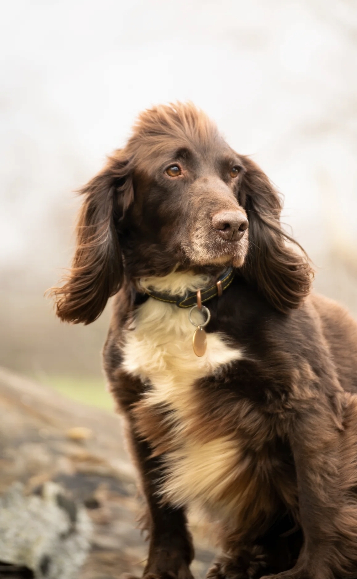 Windswept