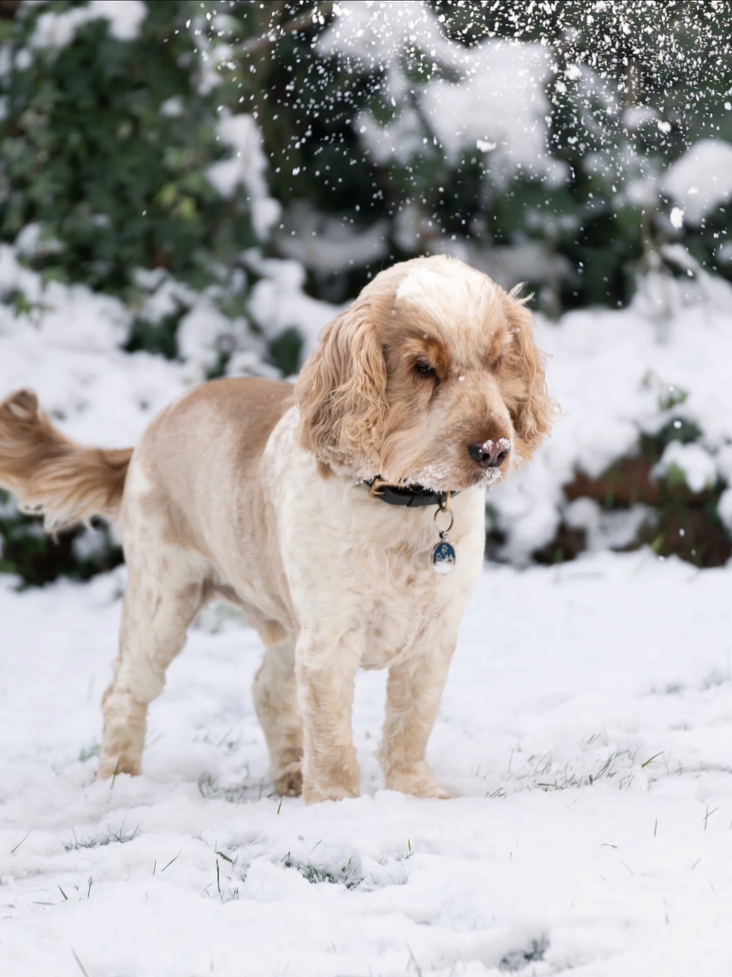Snowfall