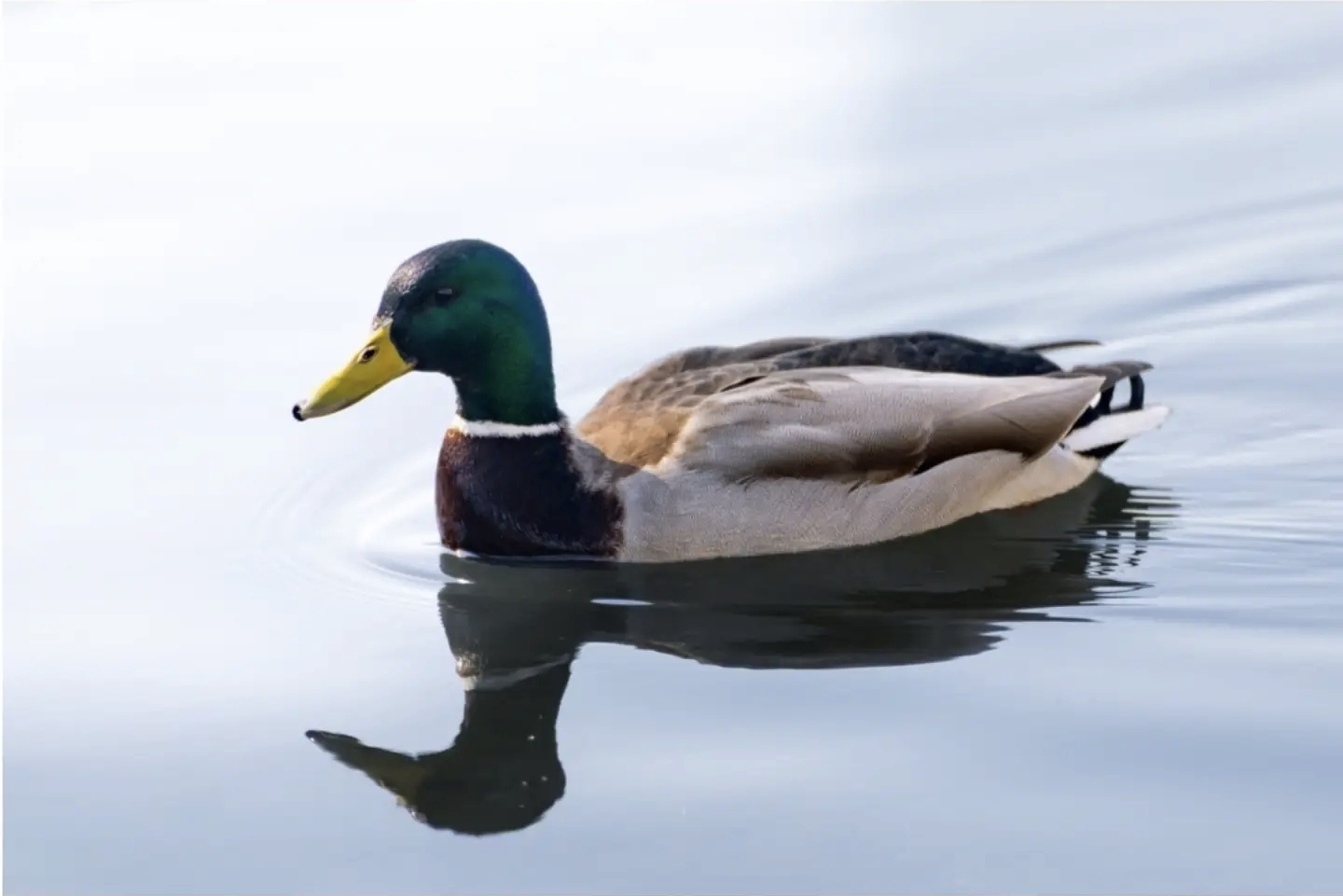 Still Water