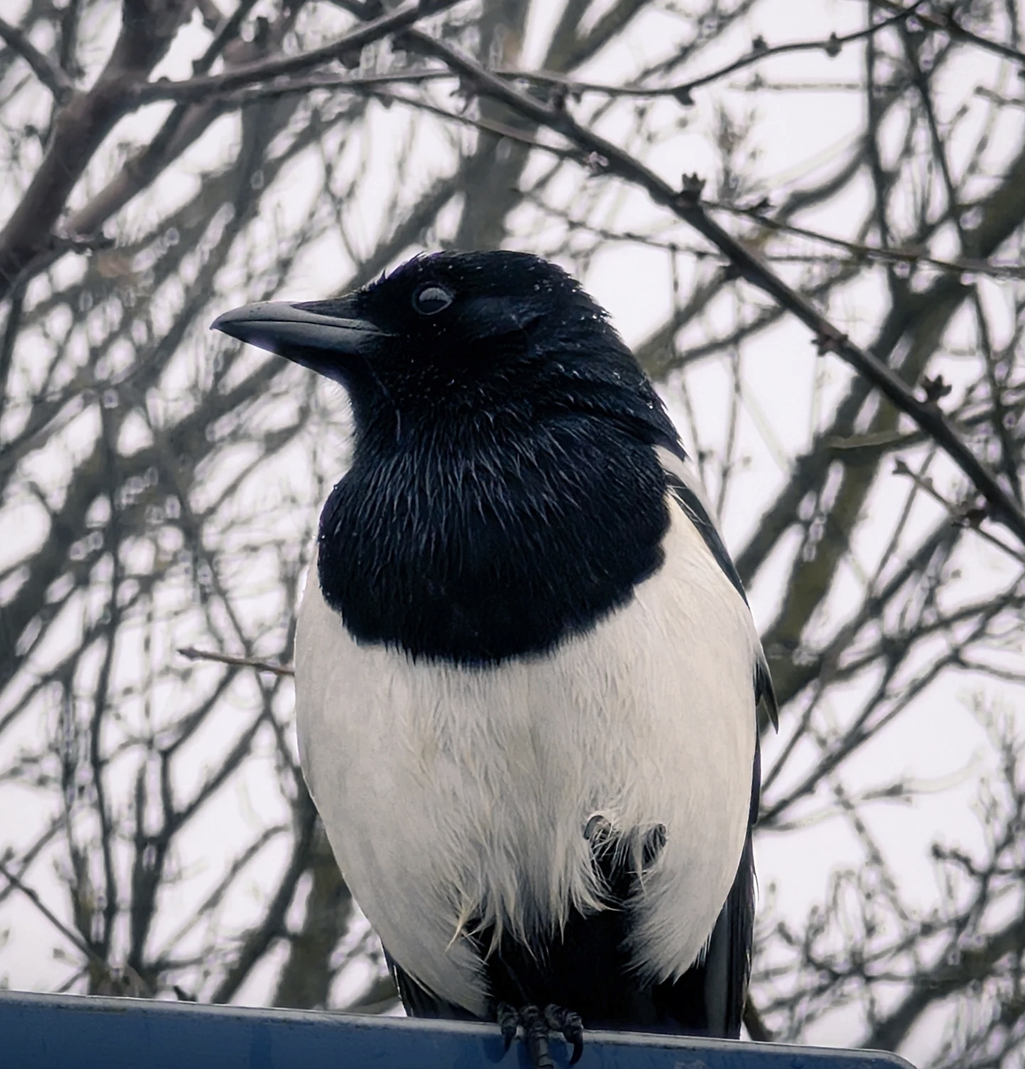 Winter Sentinel